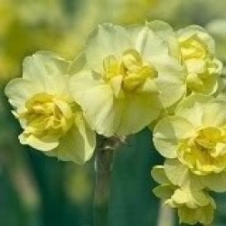 Daffodil Bulbs - Yellow Cheerfulness